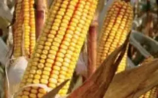 ПР37Д25 / PR37D25