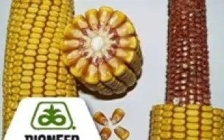 Кларика / Clarica