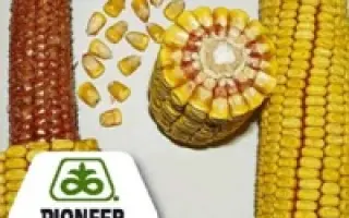 ПР38Д89 Анаста / PR38D89 Anasta