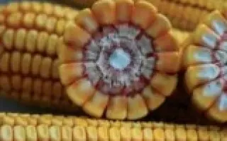 ПР37Н01 / PR37N01