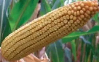 ПР37И12 / PR37Y12