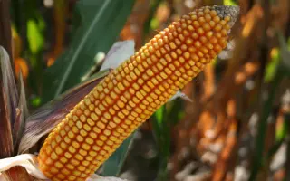 Дельфин / Delfine