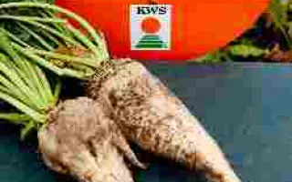 Кармелита Rz Cr F1