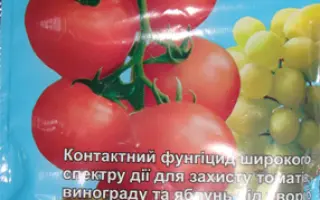 Чемпион