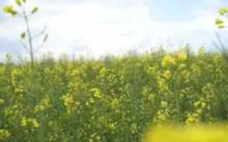 ДЖЕРРИ F1 / JERRY F1