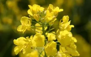 ДЖЕРОМ F1 / JEROME F1