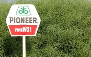 ПР46В31 / PR46W31