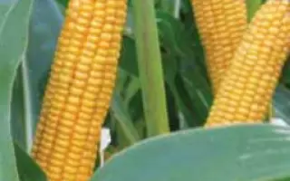 ЛГ 2195 / LG 21.95