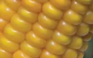 ААЛВИТО / AALVITO