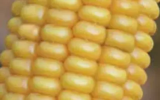 ЛГ 2244 / LG 22.44