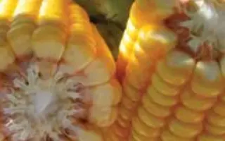 БАНГИЙ / BANGUY