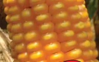 ЛГ 3258 / LG 32.58