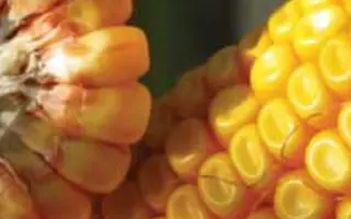 ЛГ 2306 / LG 23.06