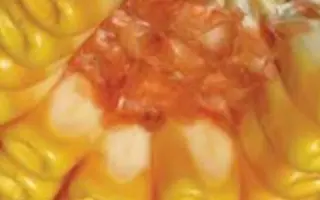 ЛАТИЗАНА / LATIZANA