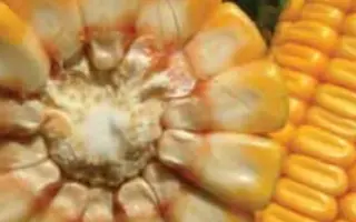 ЛГ 3330 / LG 33.30