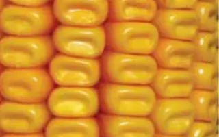 ЛГ 2372 / LG 23.72