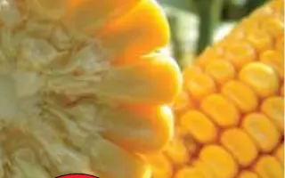 ЛГ 3475 / LG 34.75