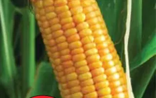 ЛГ 3285 / LG 32.85