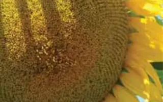 ЛГ 5412 / LG 54.12