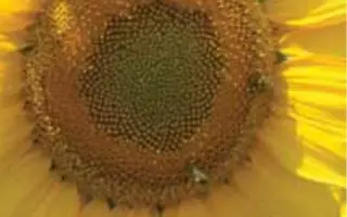 ИДАЛЬГО / HIDALGO