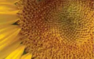 МЕГАСАН / MEGASUN