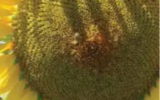 ЛГ 5635 / LG 56.35