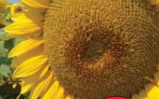 ГОЛДСАН / GOLDSUN