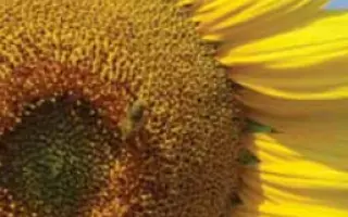 ЛГ 5654 КЛ / LG 56.54 CL