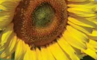 ЛГ 5658 КЛ / LG 56.58 CL