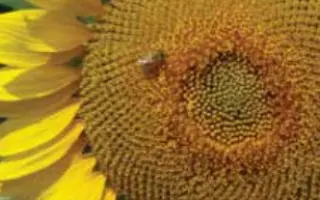 ЛГ 5663 КЛ / LG 56.63 CL