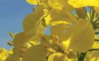 АДРИАНА / ADRIANA