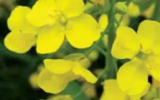 МАНИТОБА / MANITOBA