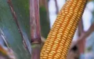 Фелди КС / Feldi CS