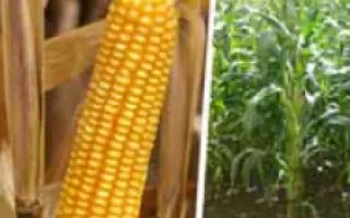 Твиди КС / Tweedi CS