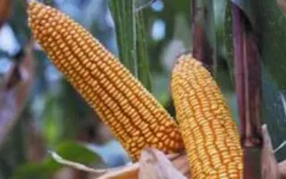 Исбери КС / Isbery CS