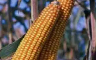 Текни КС / Tekni CS