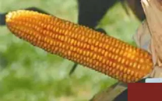 Корнели КС / Korneli CS