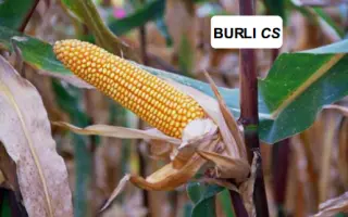 Бюрли КС / Burli CS