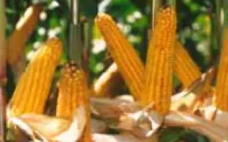 Ханни КС / Hanni CS