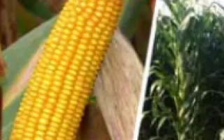 Луиджи КС / Luigi CS