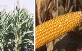 Йоги КС / Yogi CS