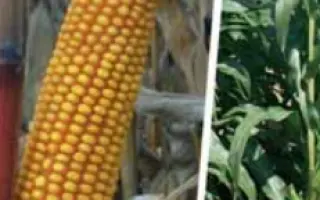 Фулби КС / Fulbi CS