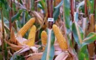 Корнади КС / Kornadi CS