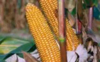 Астери КС / Asteri CS