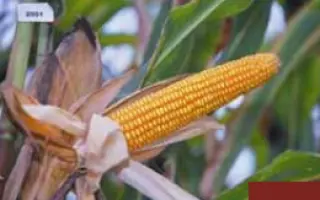 Мастри КС / Mastri CS