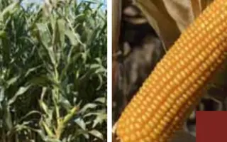 Жокари КС / Jokary CS