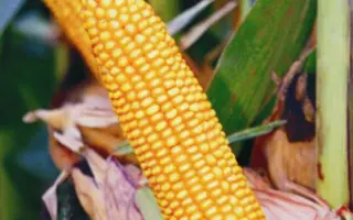  Сейдди КС / Seddi CS