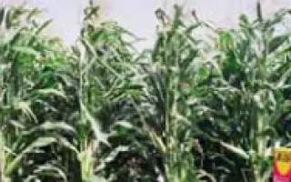 Кларити КС / Clarity CS