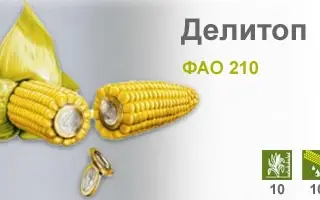 Делитоп / Delitop