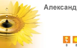 Александра ПР